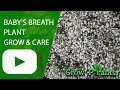 Baby S Breath Plant Grow Care