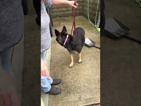 Kimba, an adopted German Shepherd Dog in Yonkers, NY_image-1