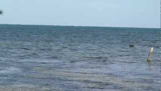 preview picture of video 'Pelicans fishing in the Caribbean at Punta Allen, near Tulum, Mexico'