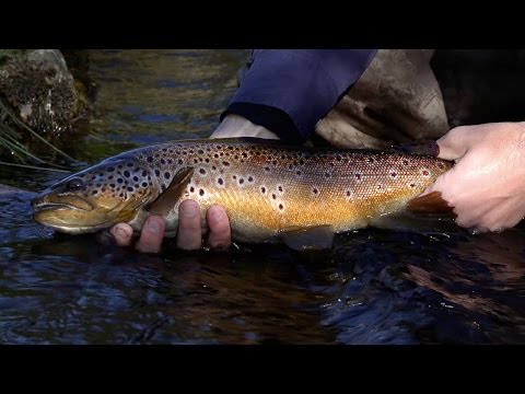 Mayfly heaven