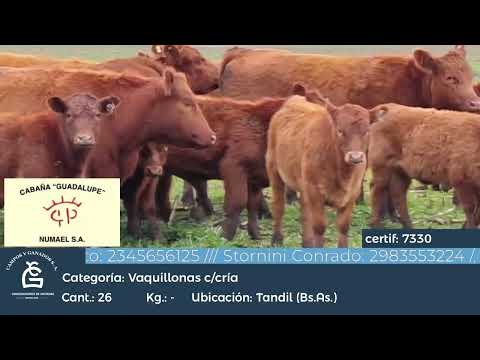 Lote VQ PC - CON CRIA