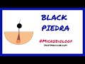 BLACK PIEDRA // Microbiology