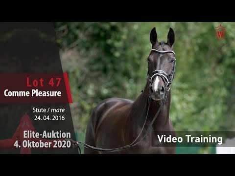 Elite-Auktion 4. Oktober 2020 Lot 47 Comme Pleasure v. Comme il faut/For Pleasure - Trainingsvideo