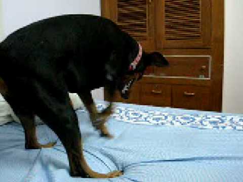 plum dog millionaire