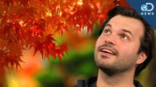 Why Do Leaves Change Color In The Fall?