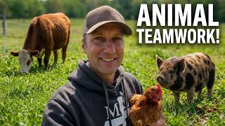 Animals Working The Land Together!