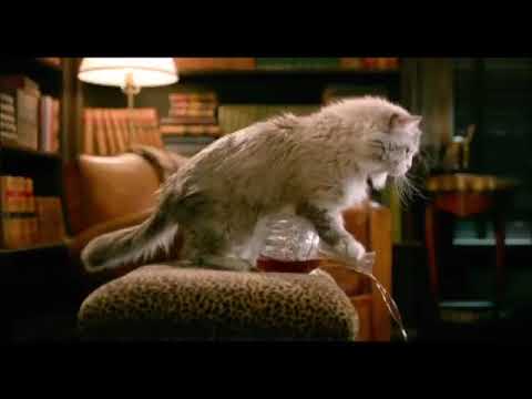 WHEN CATS BECOME SHARIBI!!