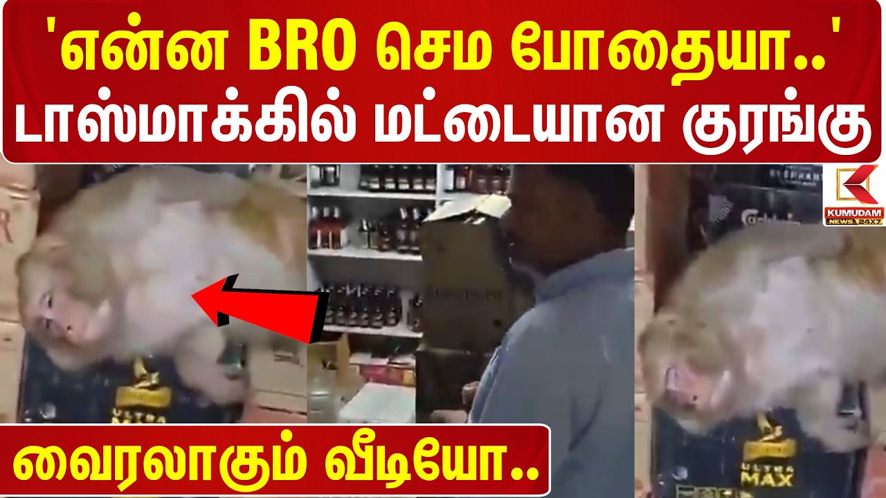 Money Liquor | 'என்ன BRO செம போதையா..' டாஸ்மாக்கில் மட்டையான குரங்கு - இணையத்தில் வைரலாகும் வீடியோ