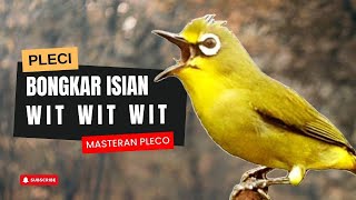 Download lagu Masteran Pleci Ngalas Wit Wit Wit, Pancingan Pleci Nembak Wit Wit Wit mp3