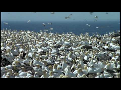 Union Jack - Red Herring - Platipus Records