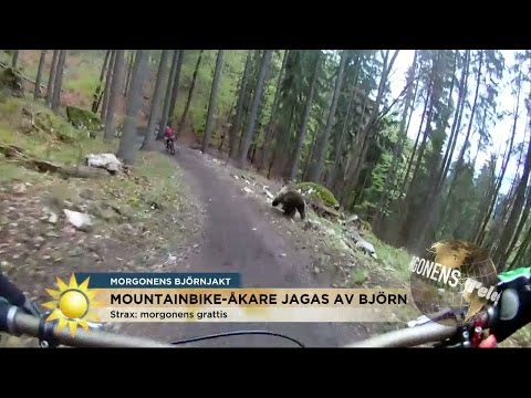 Cyklist jagad av björn! - Nyhetsmorgon (TV4)