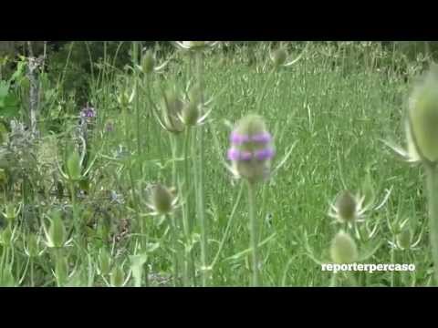 Il Parco degli Aironi di Gerenzano