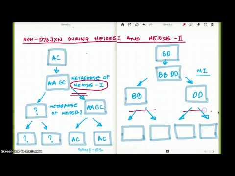 Nicht-Dysjunktion der Meiose I und II – einfach erklärt