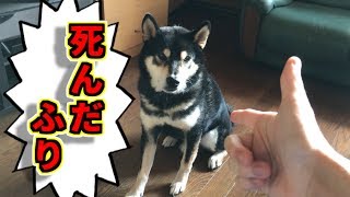 【黒柴まろ】うちの愛犬が「バン(死んだふり)」を覚えたらしいのでやらせてみた！【ペット】