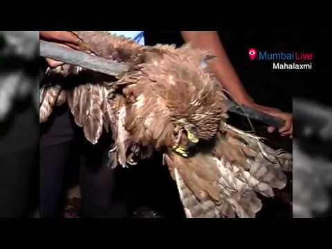 पक्ष्याचा जीव वाचवणं बेतलं जिवावर