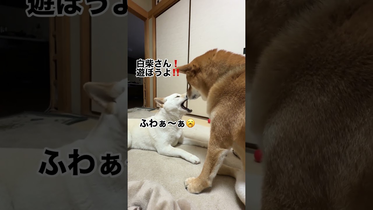 犬の雑学‼️前足ちょいちょいには「遊ぼうよ❣️」等のかまって欲しいサイン❗️＃人間も手でちょいちょい！するからいっしょだね🥰＃赤柴はやりすぎて白柴に怒られる😡＃柴犬＃多頭飼い＃dog