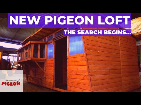 , title : 'Time To Buy A NEW Pigeon Loft | Ep52'