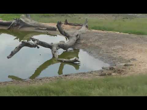 Djuma: Water Monitor Lizards on the move - 10:08 - 01/25/19