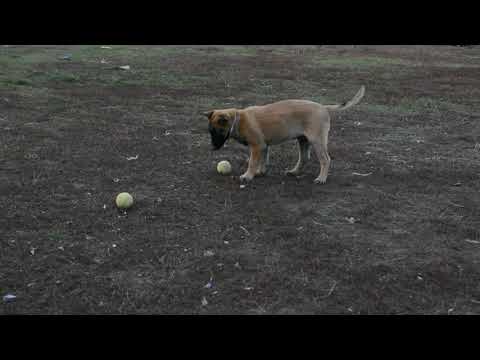 Malinois Welpe kaufen