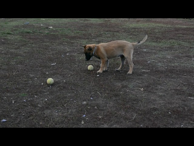 Belgian Malinois puppy for sale