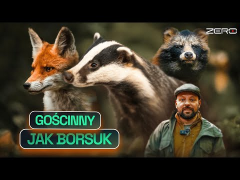 BORSUKI, LISY I JENOTY MIESZKAJĄ W JEDNEJ NORZE. JAK TO MOŻLIWE? | GATUNEK ZERO #76