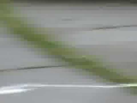 Lokomotiv SF - Levski Sofia (Muri Stoilov)