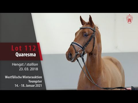 Winterauktion Youngster Lot 112 Quaresma Hengst v. Quantensprung -  Zonik