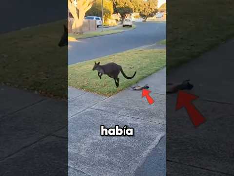 Adoptaron a Este Canguro y Él Nunca los Olvidó 😍