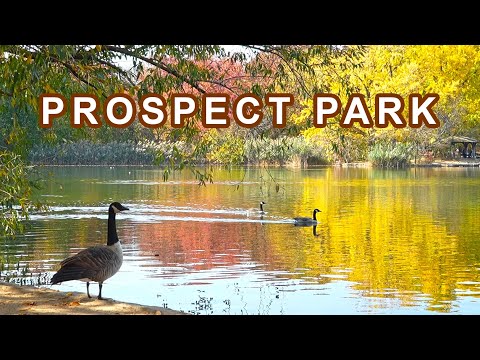 Brooklyn, Prospect Park Autumn walking tour, 2024