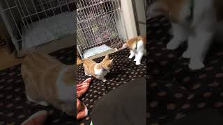 短足マンチカンじゃなければ当たってたな