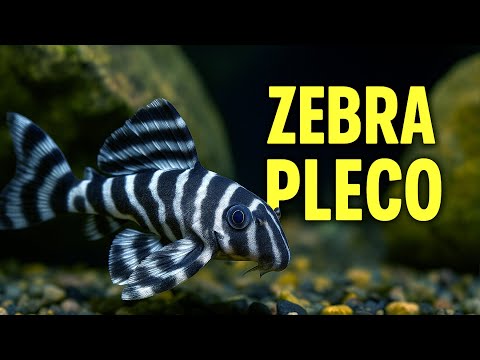 Zebra Pleco Care Guide | Rare and Beautiful Bottom Dweller