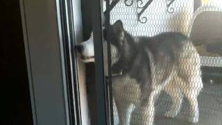 preview picture of video 'Husky Rescue - Siberian Husky'