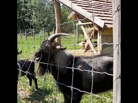 , title : 'Hand feeding a cameroon dwarf goat (Capra aegagrus hircus)'
