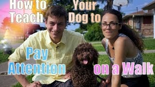 How to STOP Leash Pulling: TEACH Your DOG To WALK PERFECT on a Leash