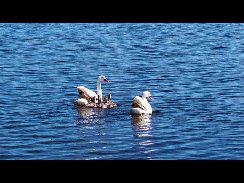 Primavera en la Laguna Garzón, Rocha/Maldonado, Uruguay.