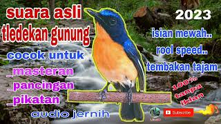 Download lagu SUARA ASLI TLEDEKAN GUNUNG GACOR UNTUK MASTERAN PANCINGAN DAN PIKATAN mp3