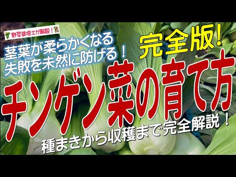 チンゲンサイ 植物