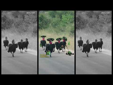 🌿 LANDSCAPERS 🌿