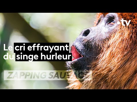 Ces singes sont les plus bruyants des mammifères !