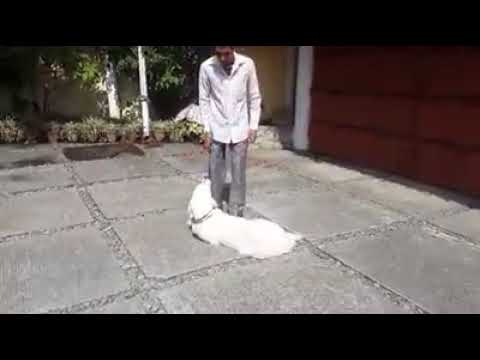 Dog Trainer Mahendra.