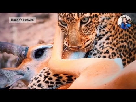 Explore the secret areas of the earth 🌎 | Hooria's Heaven