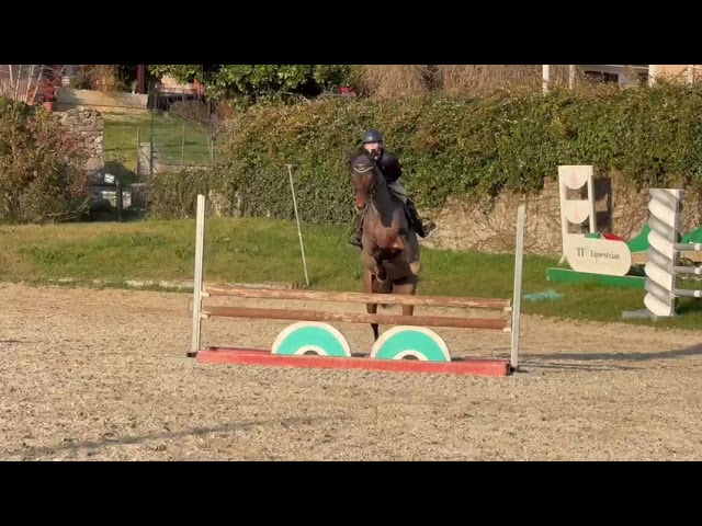 Jument Autre Race de Poney A vendre 2019 Bai