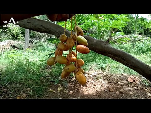 MUQAAL MUUJINAYA BAYDHABO INEEY TAHAY JANADII ADUUNKA | VLOG BEERAHA BAYDHABO JANAAY | QEYBTI 2AAD