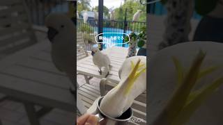 キバタン社会 #キバタン #鳥好き #いぬ #ラブラドール #birdshorts #cockatoo #youtubeshorts