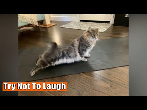 CATS will make you LAUGH YOUR HEAD OFF - Funny CAT compilation