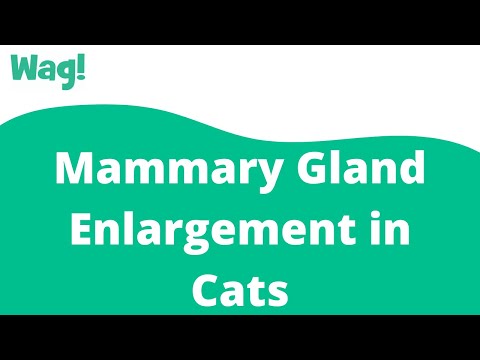 Mammary Gland Enlargement in Cats | Wag!