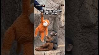 「雨で汚れちゃった…」大好きなぬいぐるみを離さない日本の猿・パンチくんに世界中が涙!「忠誠心を感じる」「環境を改善してあげて」