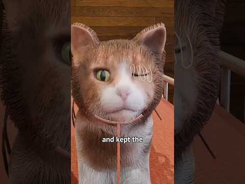 The One Eyed Kitten Experiment 😺