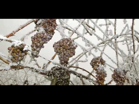 C.Bardél - Vashe Blagorodje / A Weingartl bei Irkutsk /Ваше Благородие