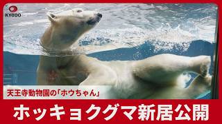 ホッキョクグマ新居公開 天王寺動物園の「ホウちゃん」